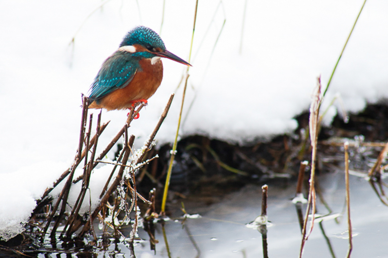 IJsvogel